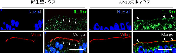 AP-1B欠損マウスの上皮細胞での種々の受容体の様子の図