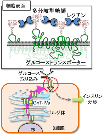 GnT-IVaによるグルコーストランスポーターの糖鎖修飾とインスリン分泌の図