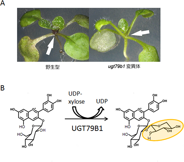 UGT79B1遺伝子は植物がアントシアニンを蓄積するために必須の図