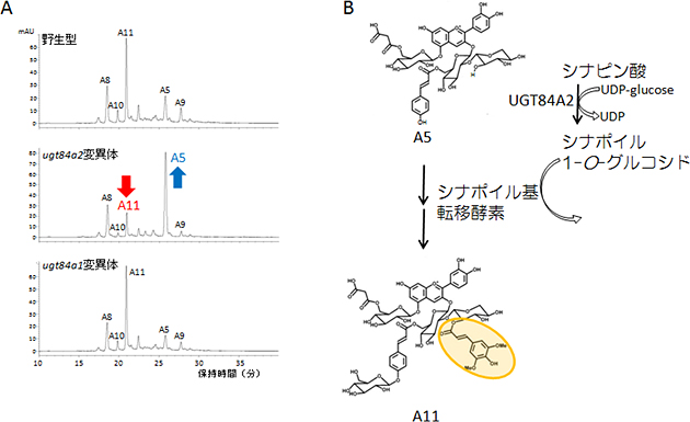 UGT84A2がアントシアニン修飾にシナピン酸を供給する上で重要の図