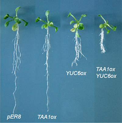 2種類のIAA生合成酵素（TAA1とYUCCA）の遺伝子を同時に発現させたシロイヌナズナの図