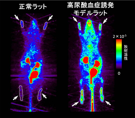 [11C]尿酸を投与後、65－70分後のラットのPET画像の図