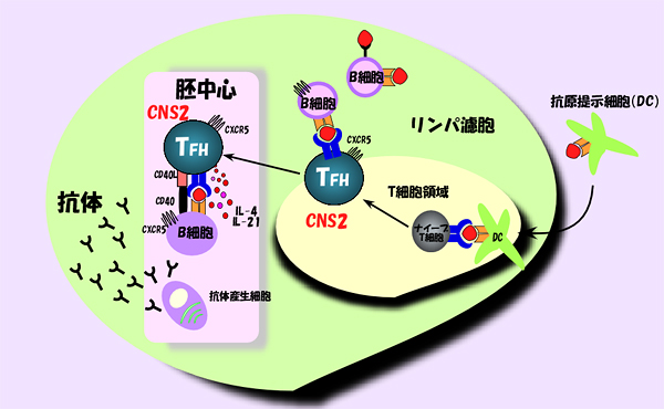 TFH細胞の抗体産生メカニズムの図