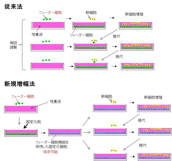従来法と化学固定化法で処理したフィーダー細胞による幹細胞培養法の比較の図