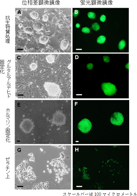 マウス由来のフィーダー細胞で培養したマウスiPS細胞の多分化能の図