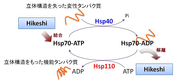 Hsp70のATPaseサイクルとHikeshiの結合と解離の図
