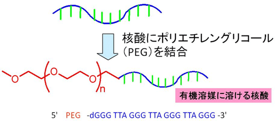 オリゴ核酸にポリエチレングリコール（PEG）を結合したPEG-DNAの図