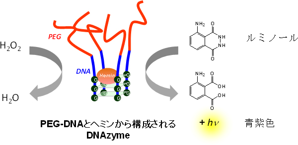 有機溶媒中におけるPEG－DNAzymeによる酸化反応の図