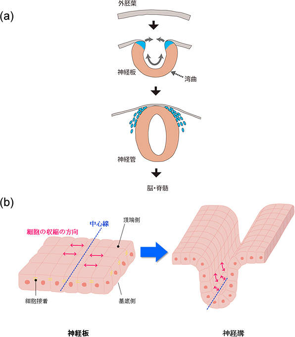 神経管の形成過程の図