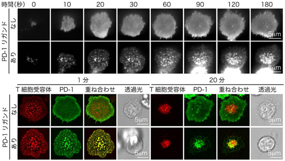 Ｔ細胞受容体とPD-1ミクロクラスターの蛍光顕微鏡観察の図