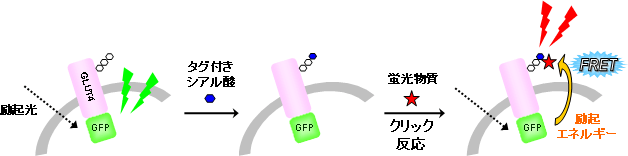 特定の糖鎖構造を持つタンパク質の可視化