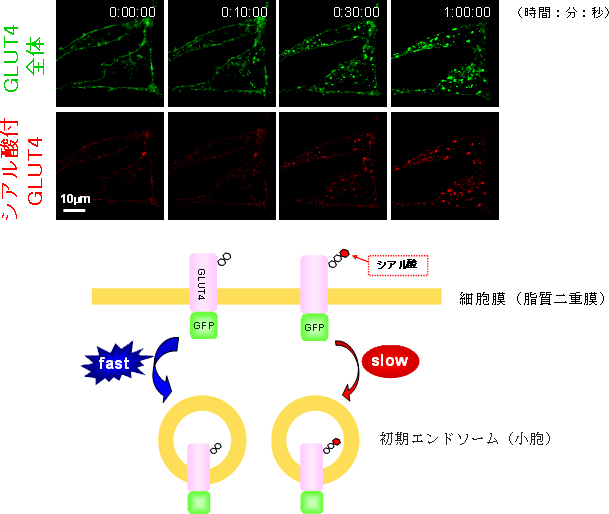 GLUT4の細胞内取り込みは糖鎖構造によって変化する