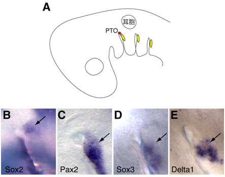 新たに発見された傍鼓膜器官原基の図