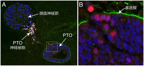 傍鼓膜器官原基は独自の神経細胞を形成する