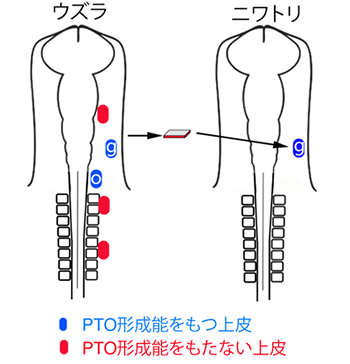 ウズラ胚とニワトリ胚の交換移植実験の図