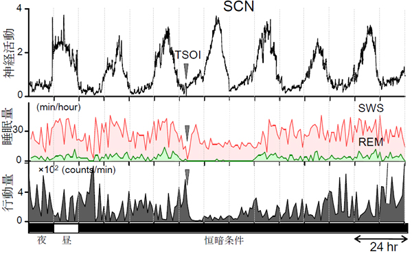 セロトニン除去によるサーカディアンリズム、睡眠・行動量の変化の図