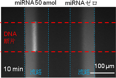50amolとゼロのときのmiRNAの蛍光シグナルの図