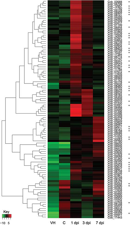 病原性分泌タンパク質候補をコードする遺伝子の発現パターンの図
