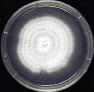 テルペンドールE生産菌のコロニーの図