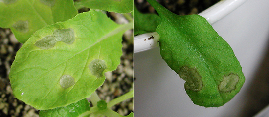アブラナ科野菜類炭疽病菌を接種したハクサイ（左）とシロイヌナズナ（右）の画像