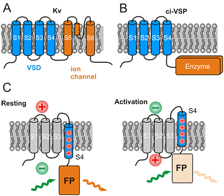 自然界での電位感受性タンパク質の構造と機能、そして遺伝子工学的電位感受性蛍光タンパク質（VSFPｓ）の由来の図