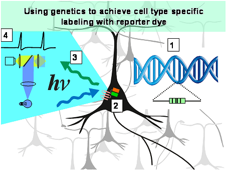 遺伝子工学的電位感受性蛍光タンパク質の導入の図