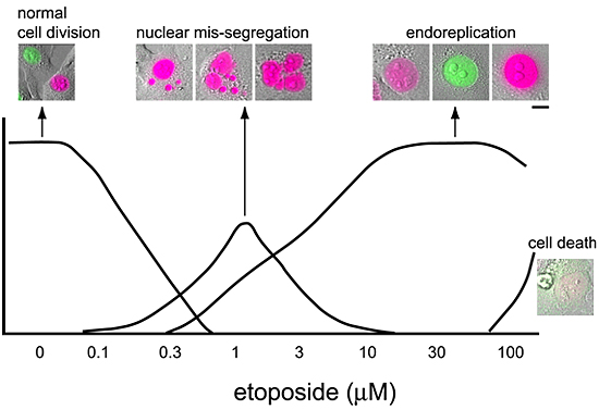 NMuMG/Fucci2細胞のetoposide応答性のまとめの図