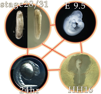 最も遺伝子発現類似性の高かった胚段階（咽頭胚期）の図