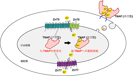 亜鉛トランスポーター複合体によるTNAPの2段階活性化モデルの図