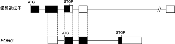 仮想遺伝子とFONGの遺伝子構造の図