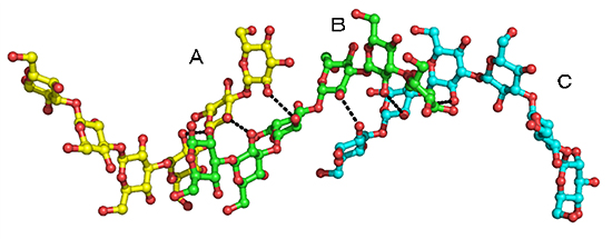 3重鎖βグルカン鎖に見られる水素結合パターンの様子の図