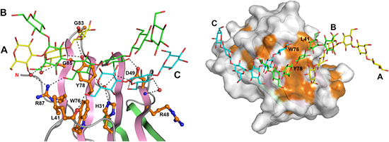 広範囲にわたる多くのアミノ酸残基によって3重鎖βグルカンを認識するの図