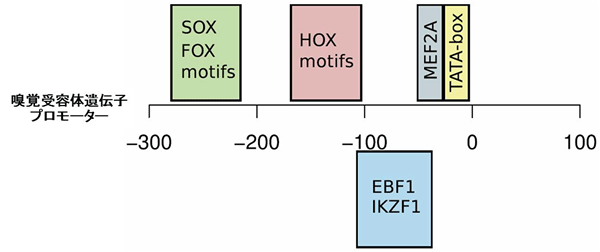 転写因子結合部位の解析結果の図