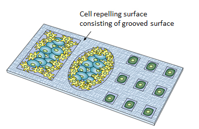 Figure showing the cell culture and sorting on the biomaterial