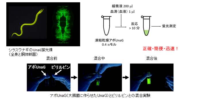 UnaG蛍光画像と混合実験の画像