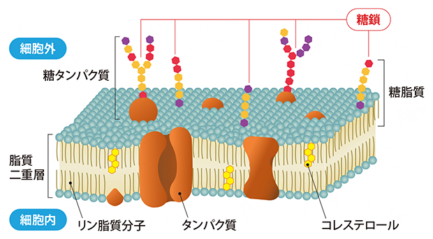 細胞膜と糖鎖の模式図の画像
