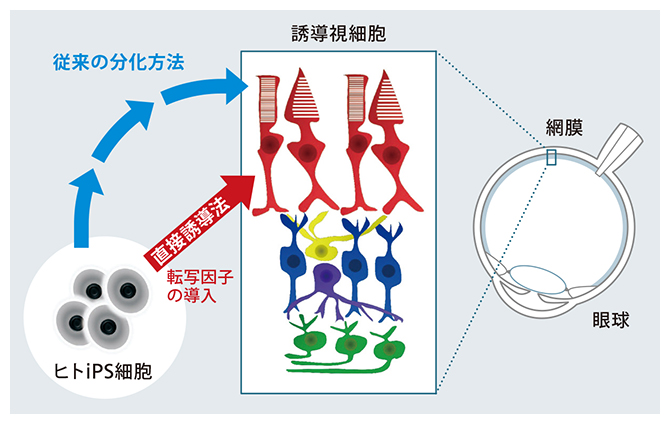 ヒトiPS細胞から誘導視細胞を作製する方法の概略図の画像