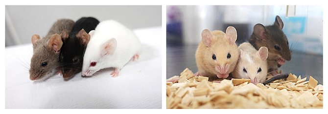 実験用マウスと野生マウスの写真