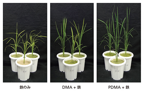 アルカリ性不良土壌でのムギネ酸（DMA）およびPDMAによるイネの生育改善の図