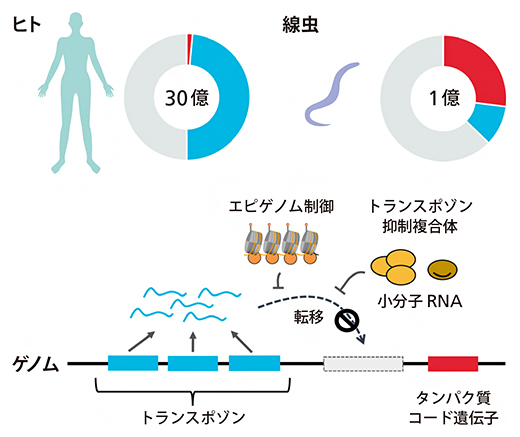 ヒトと線虫のゲノムの構成とトランスポゾンの制御の図
