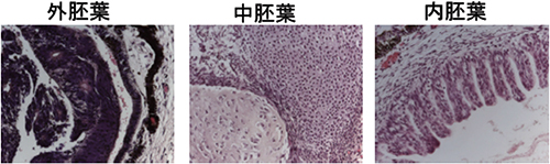 MART-1-iPS細胞は三種類の胚葉全てに分化した様子の図