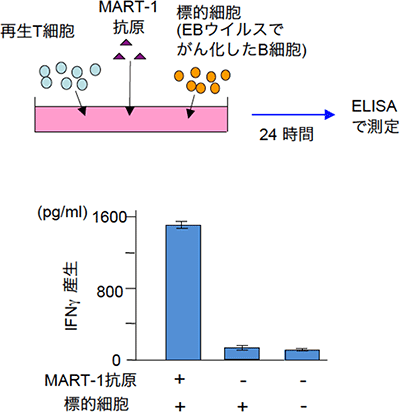MART-1-iPS細胞から生成した成熟T細胞はMART-1抗原への反応性を示した図