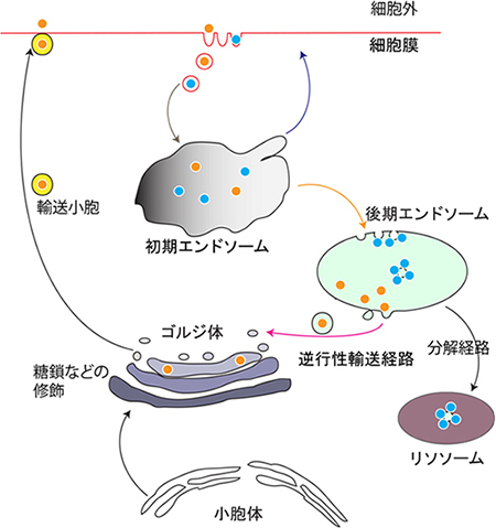 小胞輸送システムの図