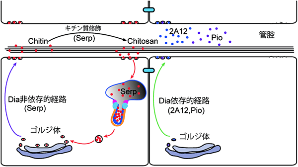 気管形成における2種類のタンパク質輸送システムの図