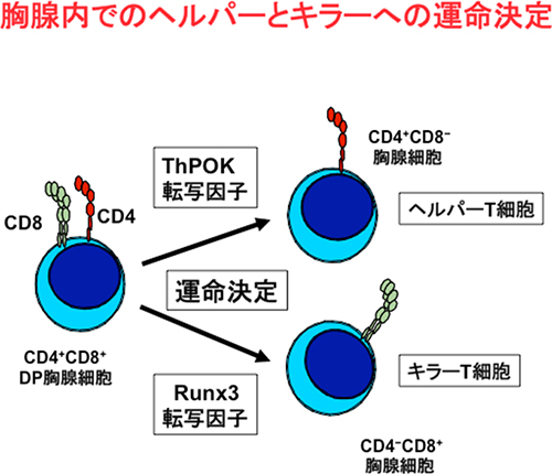 胸腺内でのヘルパーとキラーヘの運命決定とThPOK転写因子とRunx3転写因子の発現の関係図