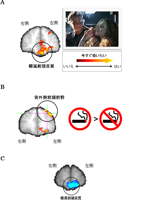 喫煙欲求度と自己制御に関わる脳機能活動の図