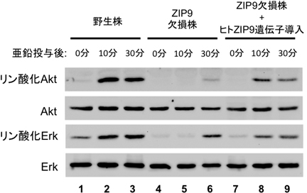 シグナル伝達分子であるAktおよびErk とZIP9の関連性の図