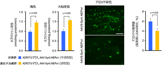 遺伝子治療を行ったアルツハイマー病モデルマウスの脳内のネプリライシン活性の増強とアミロイド蓄積抑制の図