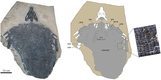 中国科学院古脊椎動物・古人類研究所所蔵のシノサウロスファルギス標本の図