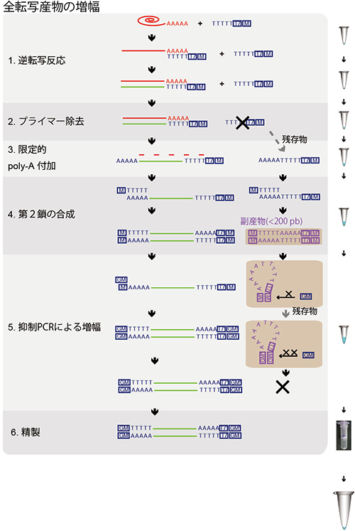 Quartz-Seq法の概略図